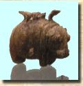 hippo122copy