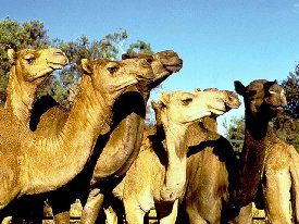 camels